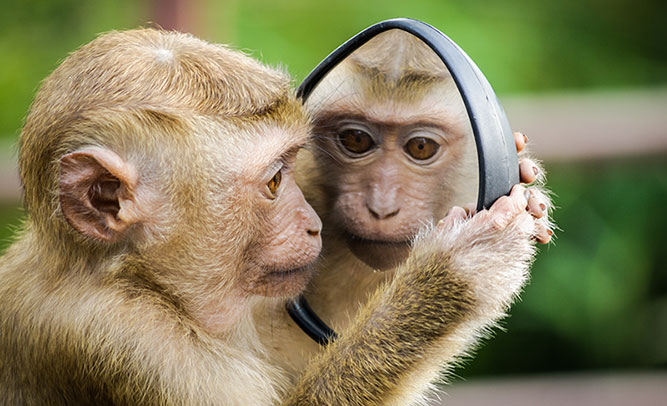 monkey with a mirror